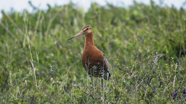Black-Tailed Godwit Standing in Grassy Icelandic Field Calling Out
