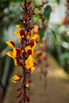 Thunbergia mysorensis exotic flowers hanging in cascading clusters