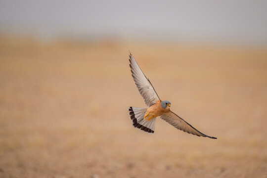 Male Lesser Kestrel flying low over pale desert sand in Kuwait