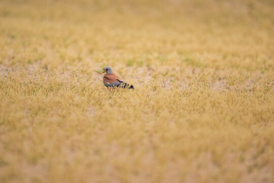 Male Lesser Kestrel standing in dry grass on the desert floor in Kuwait