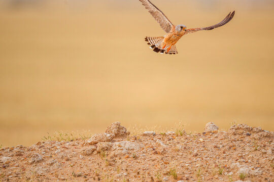 Male Lesser Kestrel flying over a stony desert mound in Kuwait