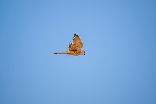 Male Lesser Kestrel flying against a clear blue sky in Kuwait