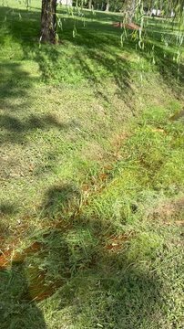 Dragonflies over the brook