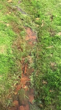 Dragonflies over the brook