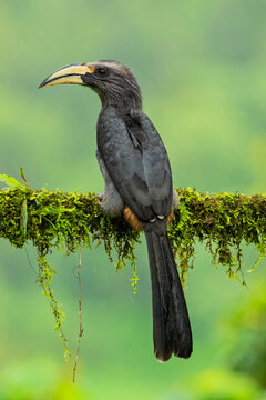 Malabar Grey Hornbill perched on a mossy branch in green forest