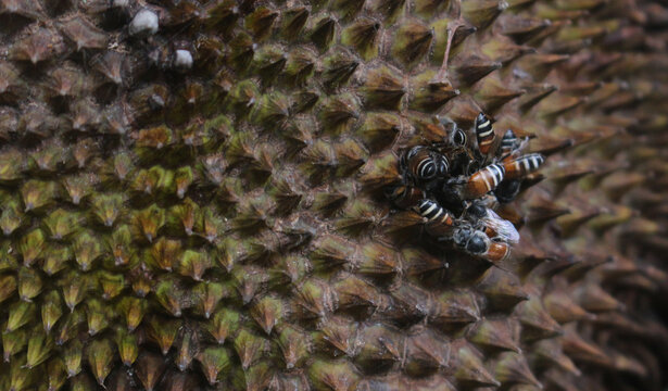 Close Up of Stingless Bees Swarming on Spiky Jackfruit Surface, Tropical Pollinator Insects in Natural Environment
