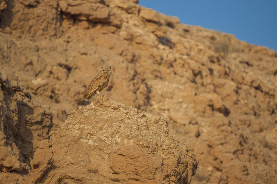 Pharaoh Eagle-Owl on a desert cliff edge against a blue sky in Kuwait