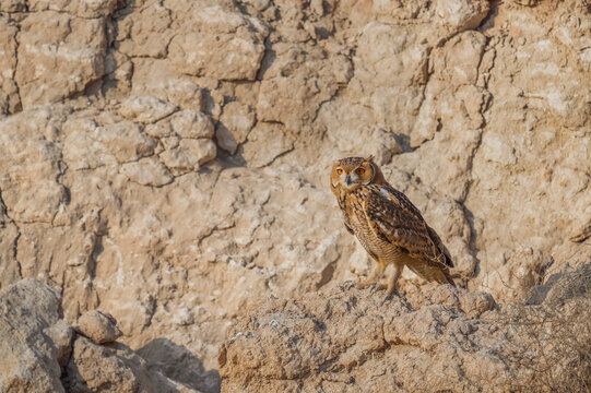 Pharaoh Eagle-Owl perched on a rugged desert cliff face in Kuwait