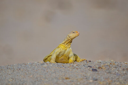Egyptian spiny-tailed lizard basking on desert ground in Kuwait