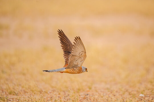 Male Lesser Kestrel flying low over golden desert grassland in Kuwait