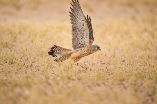 Male Lesser Kestrel taking off from desert grassland with wings raised