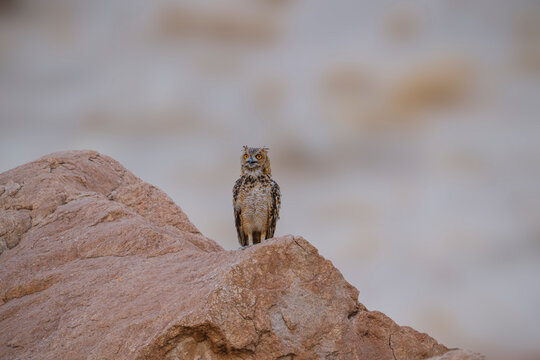 Pharaoh Eagle-Owl perched on a desert rock with bright orange eyes