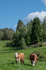 Naklejka premium Two cows grazing in a green summer pasture under a blue sky