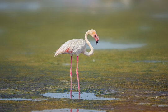 Greater Flamingo wading through algae covered shallow water in Kuwait