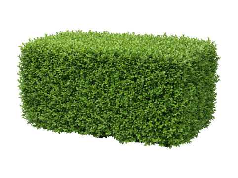Rectangular trimmed green shrub with landscape, gardening, botanical isolated on transparent background