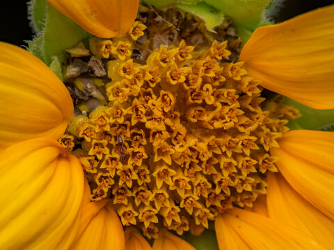 Macro close up of vibrant yellow sunflower disc florets and bright petals featuring a tiny ant foraging in the center of the blossom