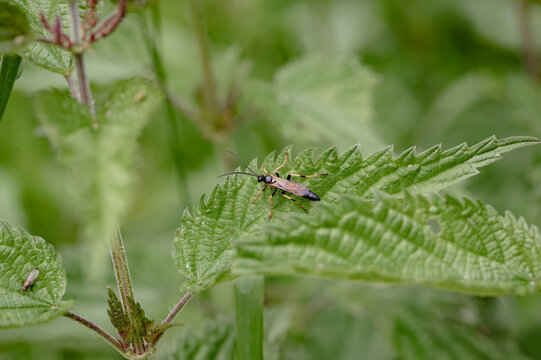 Ichneumon wasp with orange legs resting on a nettle leaf.