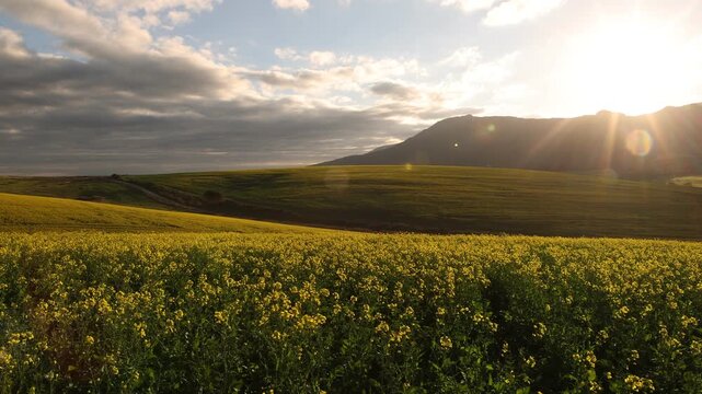 beautiful rolling fields of canola crops, Stanford, South Africa at sunset