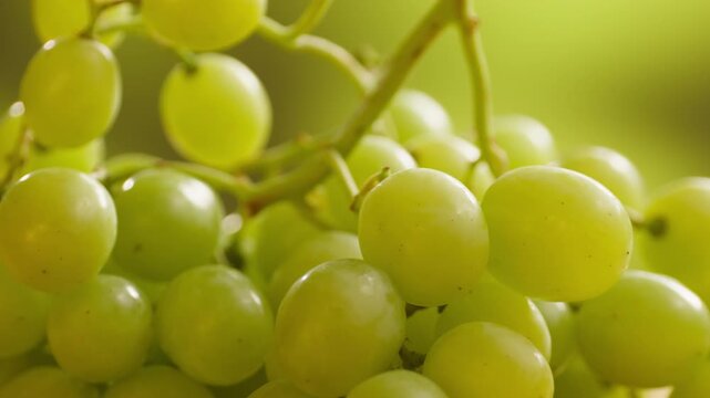 Red grape, spanish supermarket food, Close-up green grape cluster on vine in the vineyard. Stock Photo