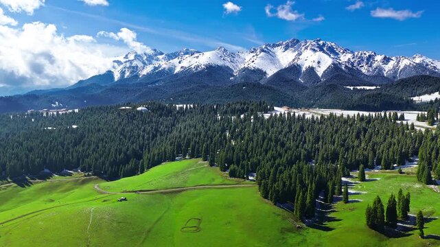 Aerial view of green grassy hills and evergreen forest against snow-capped mountain peaks under a blue sky in Xinjiang, China.