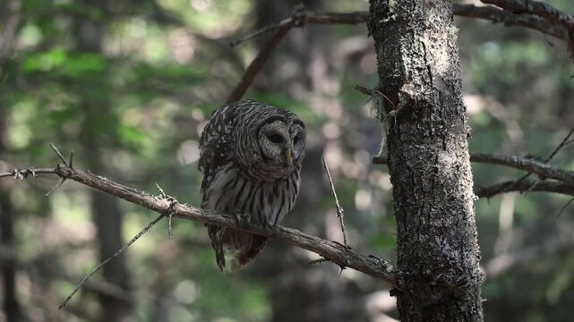 A barred owl hooting in a forest 