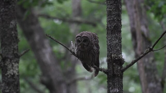 A barred owl hooting in a forest 