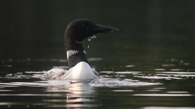 A common loon at sunrise