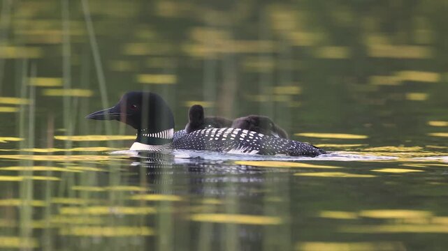 A common loon at sunrise