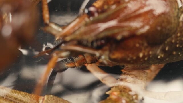 European crayfish Astacus astacus river seafood freshwater crustacean, noble crayfish, or broad-fingered crayfish, traditional food source.
