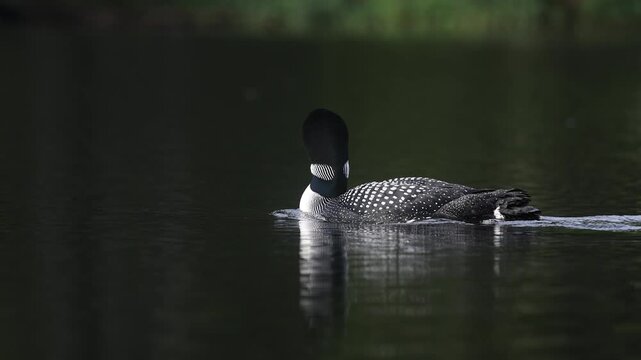 A common loon at sunrise
