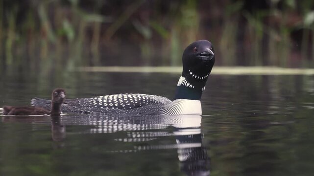 A common loon at sunrise