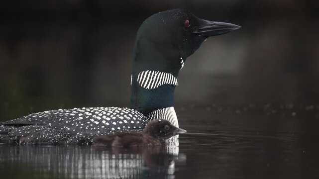 A common loon at sunrise