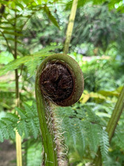 Coiled fern fiddlehead unfurling with fine hairs © NKCapture