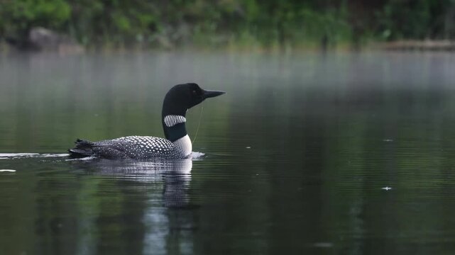 A common loon at sunrise