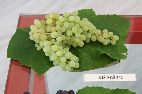 High-Angle View of Green Kish-Mish 342 Grapes on Display