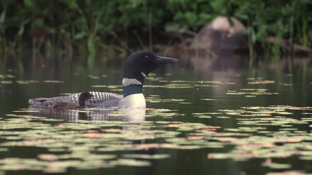 A common loon at sunrise