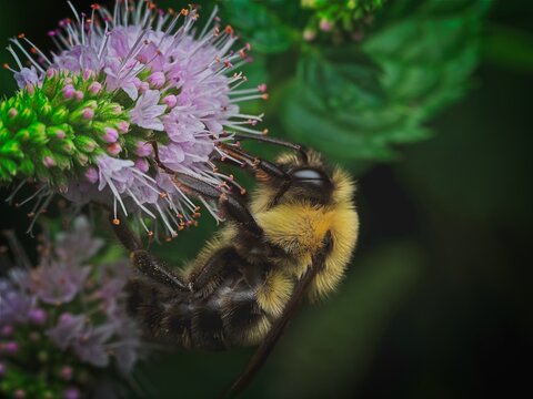 Macro close up of a fuzzy bumblebee pollinating white mint flowers in a garden during the vibrant summer season