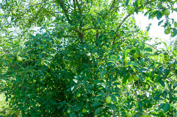 Fototapeta premium close up of apple with green leaves