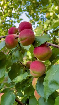 Ripe juicy apricots on the tree twig on sunny day in the garden close up