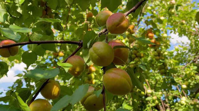Ripe juicy apricots on the tree twig on sunny day in the garden close up