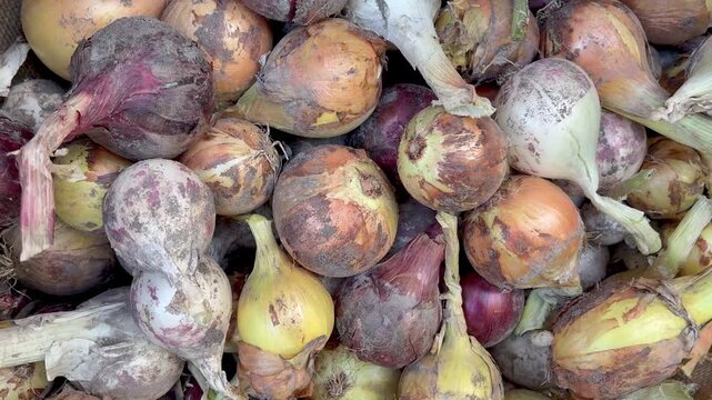 Young onion bulbs top view from the garden