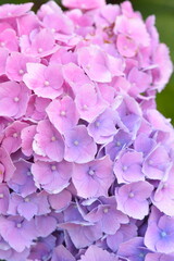 Fototapeta premium Pink hydrangea flower cluster close-up