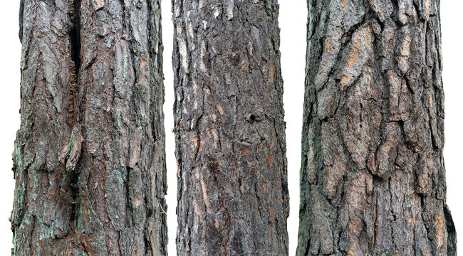 Three different types of pine tree trunks on an isolated background.