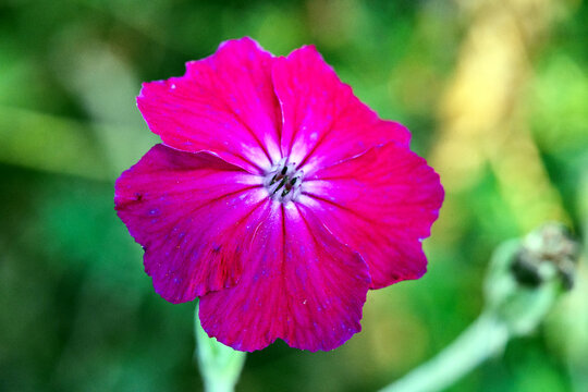 Close-up of a campion flower in a garden during spring