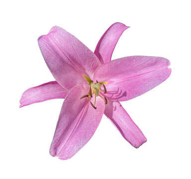 Beautiful pink lily flower isolated on a white background. Close-up of a single bloom with delicate petals, ideal for floral design, botanical projects, greeting cards, packaging, wedding invitations.