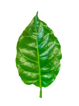 Fresh Coffea arabica leaf isolated on a white background. Coffea Arabica Leaf Isolated on White Background, Fresh Green Coffee Plant Leaf, Tropical Botanical Foliage Cutout for Design.