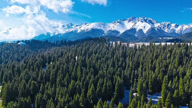 Aerial view of dense green pine forest stretching toward snow-capped mountain peaks under a bright blue sky with clouds in Xinjiang.