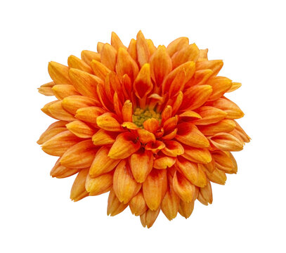 Vibrant Orange Chrysanthemum flower isolated on white background, vibrant autumn bloom, detailed floral macro, botanical cutout with clipping path, single blossom for design and nature concepts.