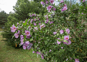 Hibiscus syriacus © Richard Guryca