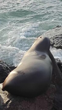 Sleeping sea lion on rock getting disturbed by splashing ocean waves vertical video